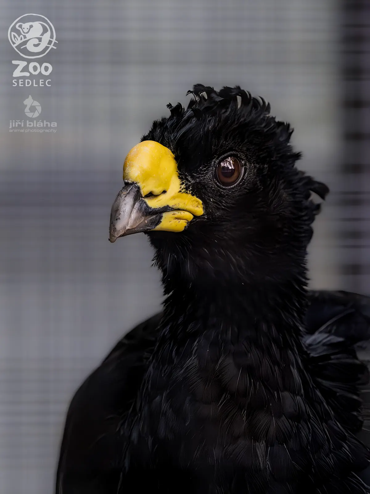 Hoko proměnlivý v ZOO Sedlec