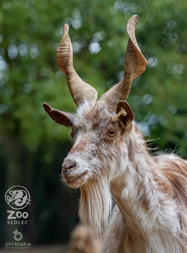 Koza girgentálská — fotografie 2
