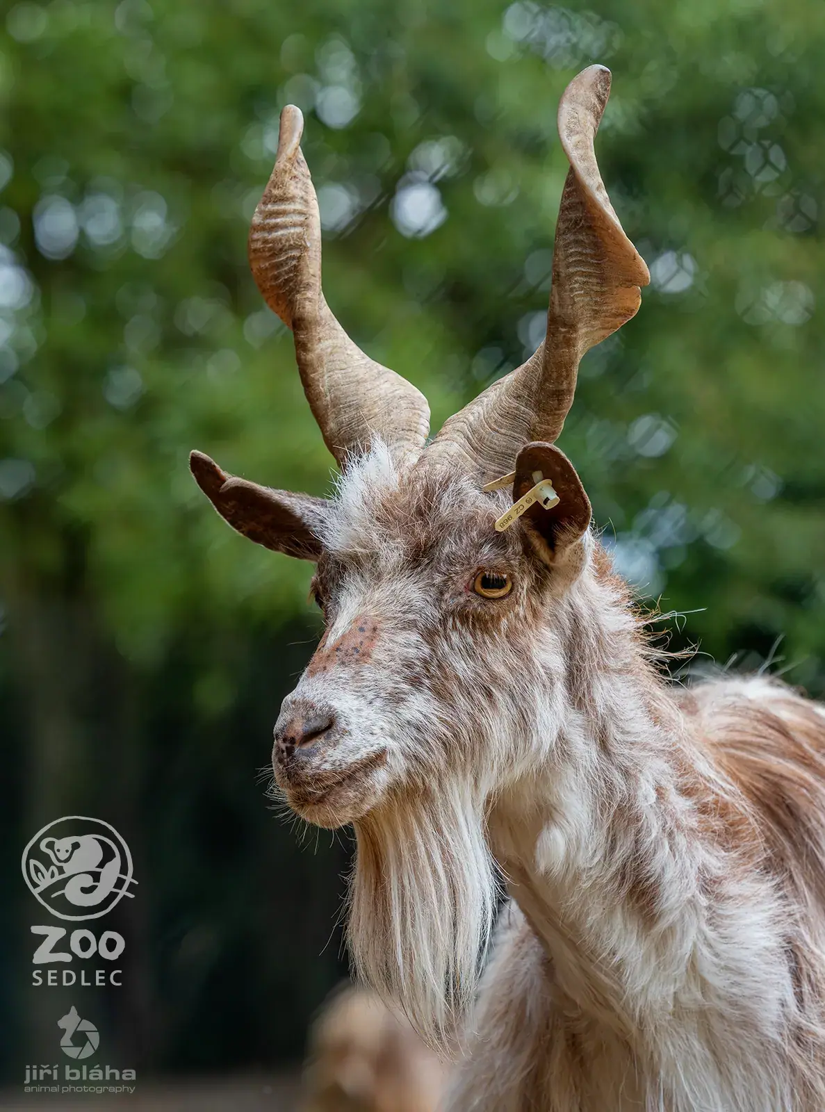 Kůzle kozy girgentánské v ZOO Sedlec