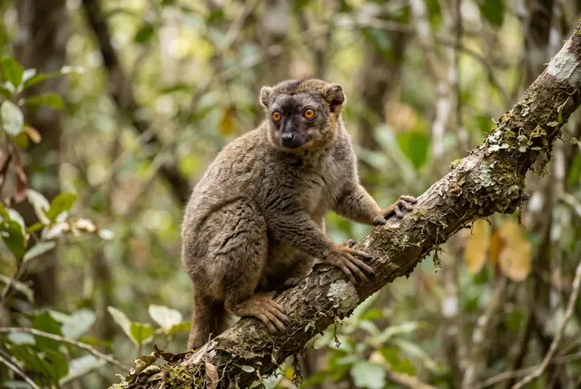 Lemur hnědý
