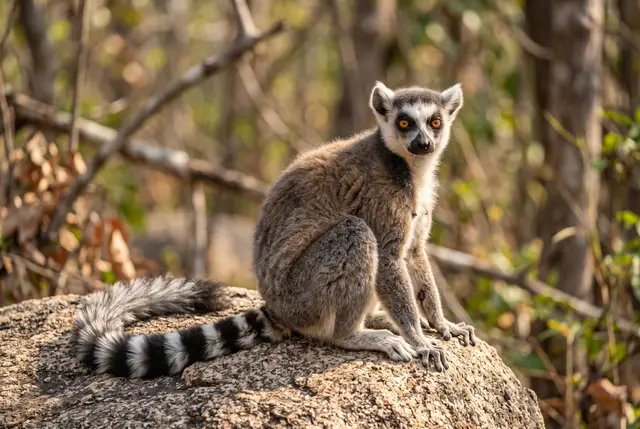 Lemur kata
