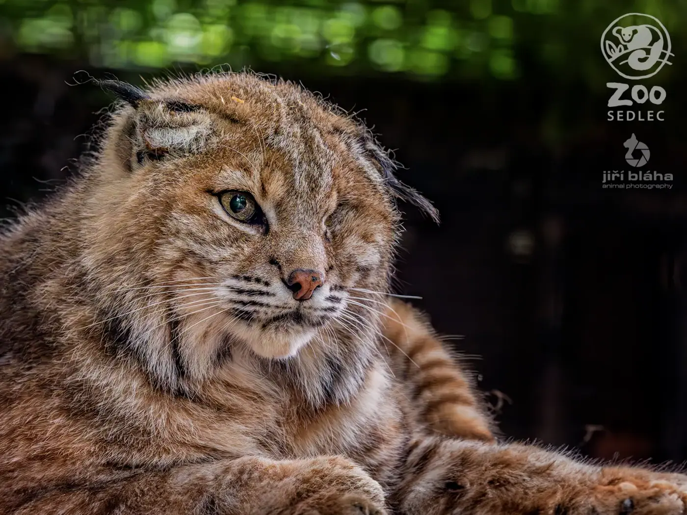 Rys červený v ZOO Sedlec