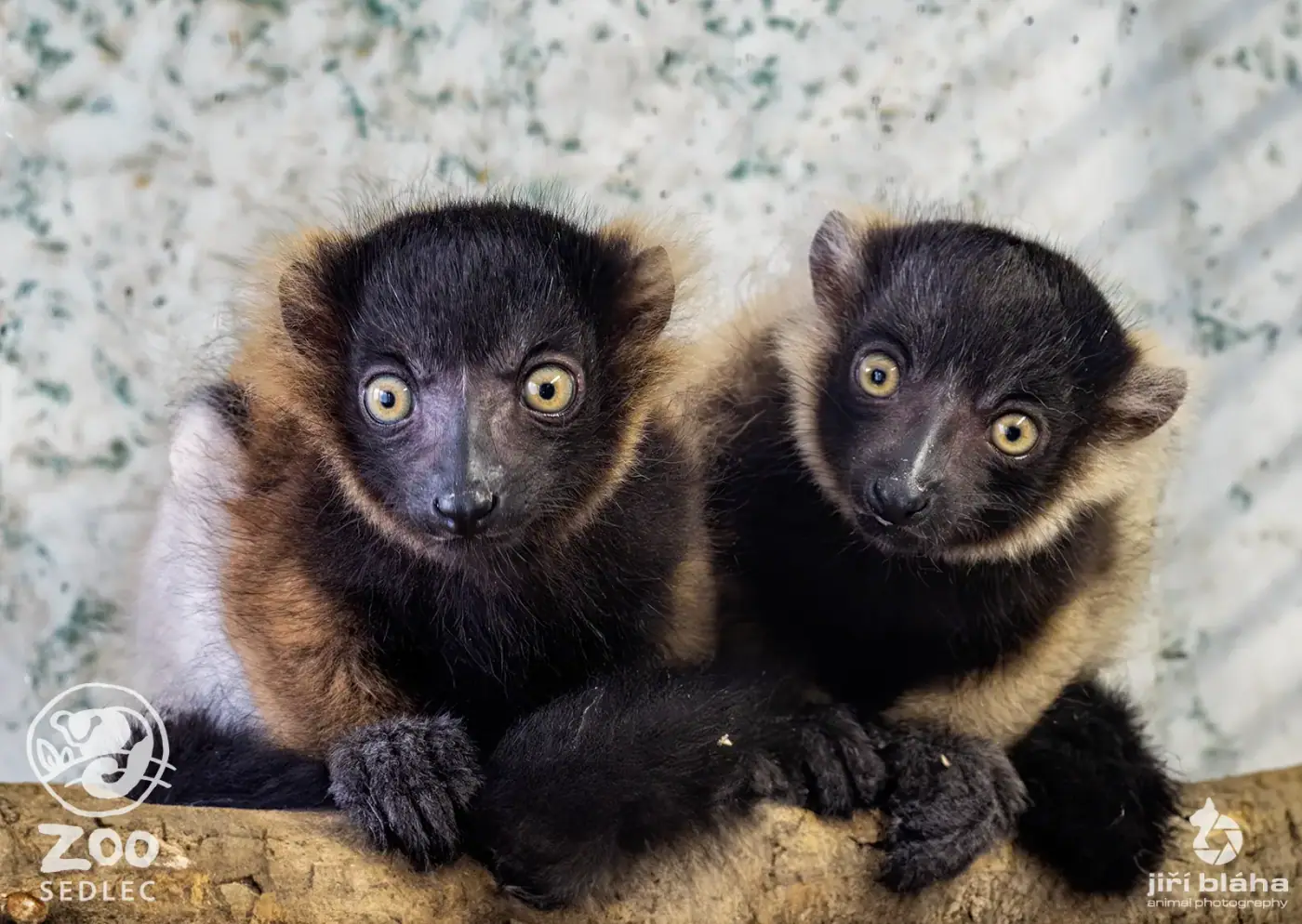 Vari černobílý v expozici ZOO Sedlec