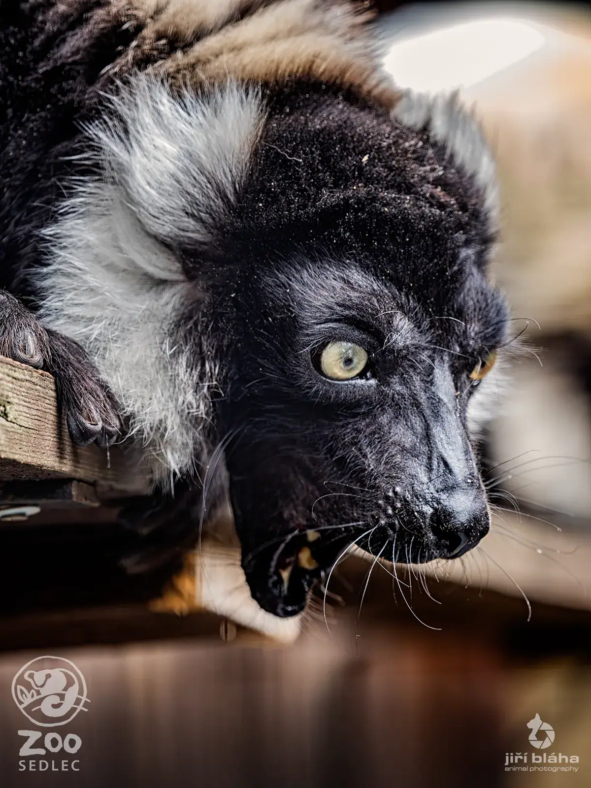 Lemur vari zblízka
