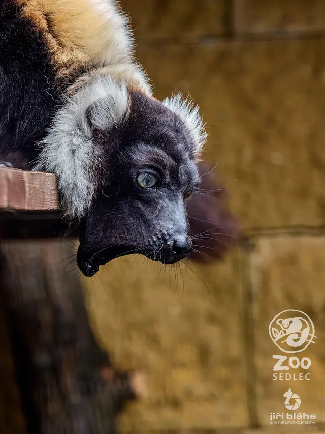 Lemur vari — fotografie 5