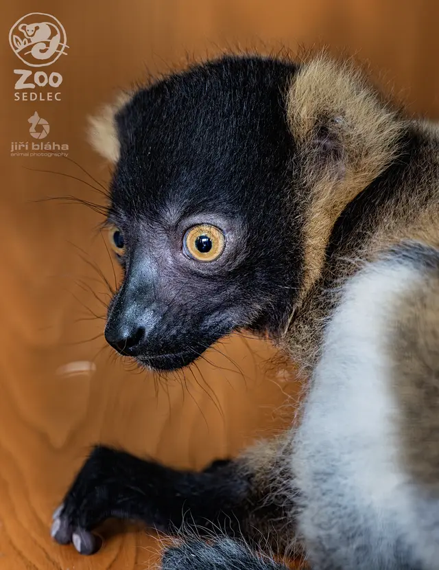 Lemur vari — fotografie 6
