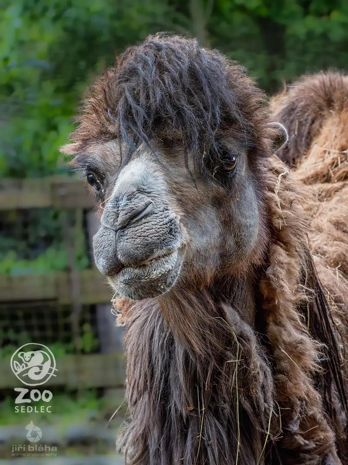 Velbloud dvouhrbý ve výběhu ZOO Sedlec
